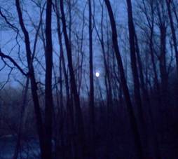 Night Woods